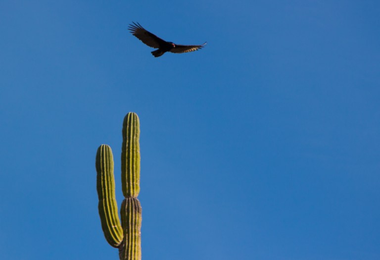 La Paz Mexico - P Worthington-2438